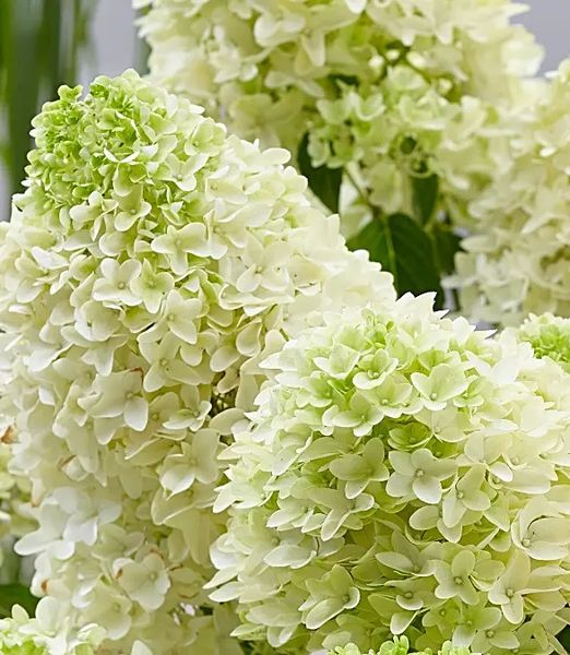 Hydrangea paniculata 'Skyfall'